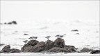  LUN9876-w