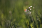 Aurore cardamine