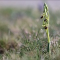 Ophrys araneola 13-04-17 04