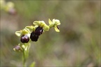 Ophrys lupercalis 12-04-17 003