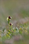 Ophrys bombyliflora 13-04-17 001