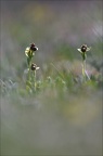 Ophrys bombyliflora 13-04-17 003