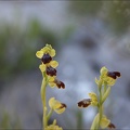 Ophrys bilunulata 12-04-17 009