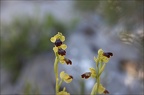 Ophrys bilunulata 12-04-17 009