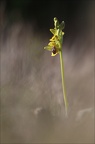 Ophrys lutea 12-04-17 018
