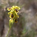 Ophrys lutea 13-04-17 028
