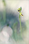 Ophrys lutea 13-04-17 039