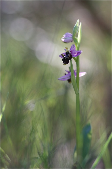 Ophrys scolopax_13-04-17_021.jpg