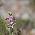 Ophrys scolopax_13-04-17_024.jpg