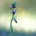 Ophrys corbariensis 13-04-17 027
