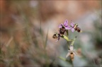 Ophrys corbariensis 13-04-17 031