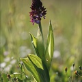 Orchis purpurea 13-04-17 001