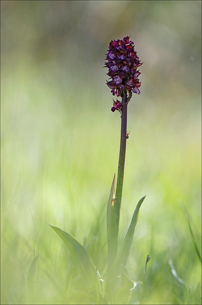 orchis purpurea_13-04-17_021.jpg