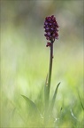 orchis purpurea 13-04-17 021