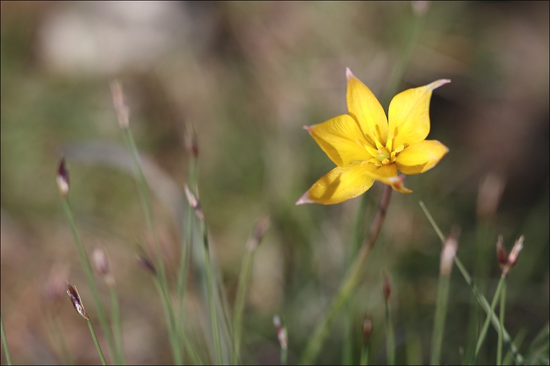 Tulipe sauvage_12-04-17_08.jpg