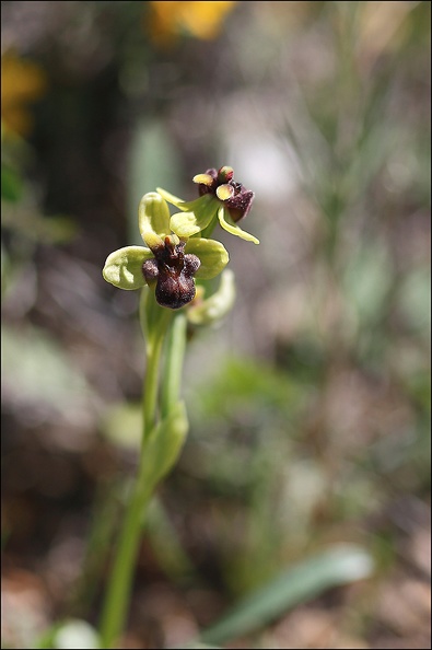 Ophrys bombyliflora_13-04-17_017.jpg