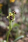 Ophrys bombyliflora 13-04-17 017