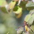 Libellula depressa