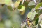 Libellula depressa