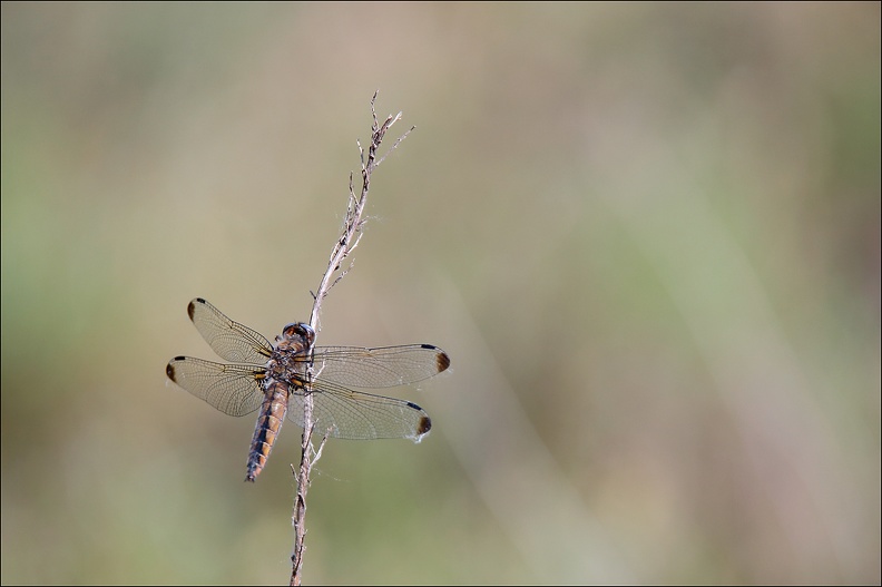 Libellula fulva