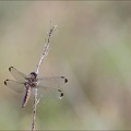 Libellula fulva