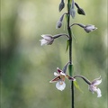 Epipactis palustris