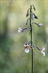 Epipactis palustris