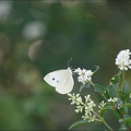  La piéride du chou, Pieris-brassicae
