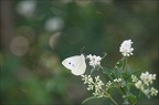  La piéride du chou, Pieris-brassicae