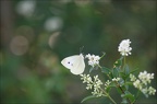  La piéride du chou, Pieris-brassicae