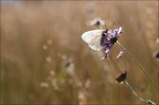 Le Gazé, La Piéride de l'Aubépine,  Aporia crataegi  