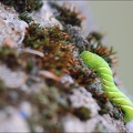 Chenille du SPHINX du TILLEUL (Mimas tiliae) 