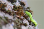 Chenille du SPHINX du TILLEUL (Mimas tiliae) 