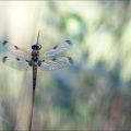 Libellula quadrimaculata