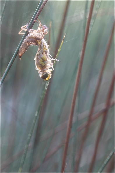 Emergence lib quadrimaculata I.jpg