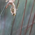 Emergence lib quadrimaculata I