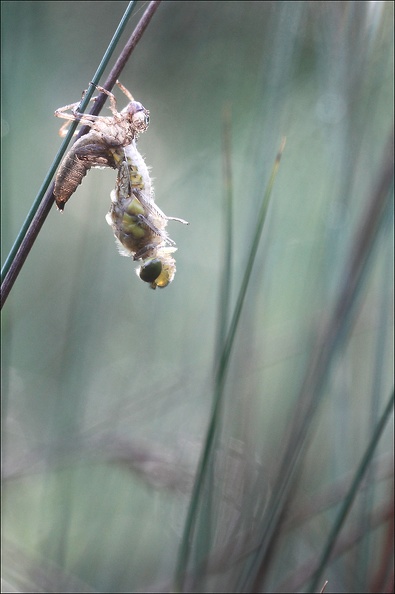 Emergence lib quadrimaculata II.jpg