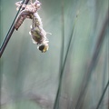 Emergence lib quadrimaculata II.jpg