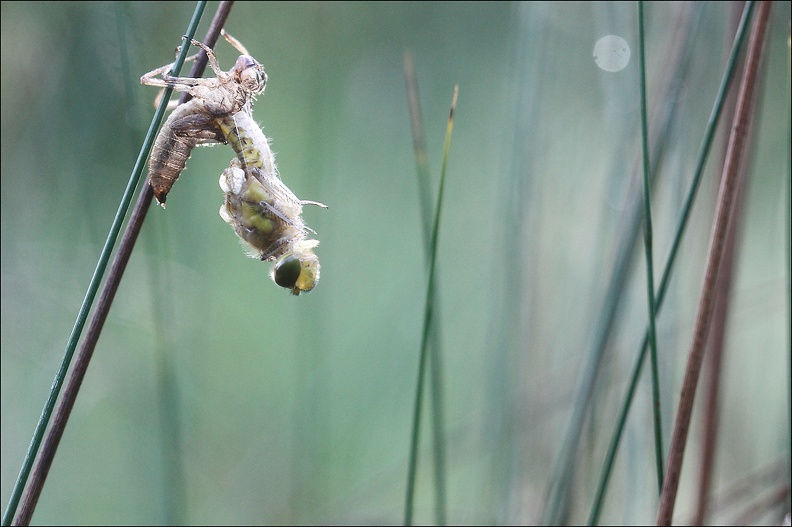 Emergence lib quadrimaculata III.jpg