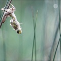 Emergence lib quadrimaculata III.jpg