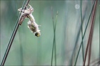 Emergence lib quadrimaculata III