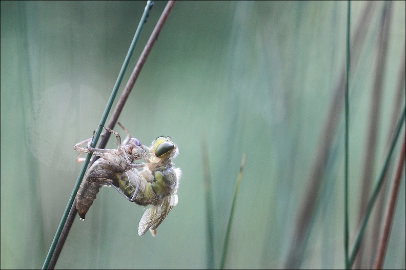 Emergence lib quadrimaculata IV