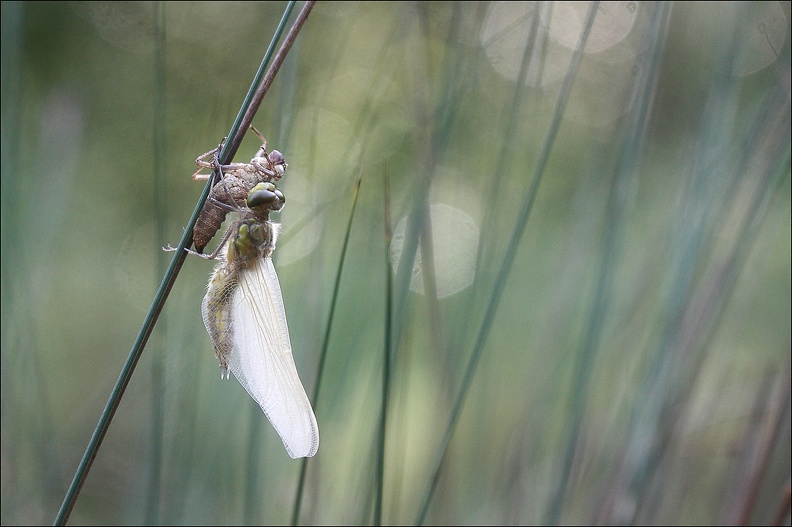 Emergence lib quadrimaculata IX.jpg