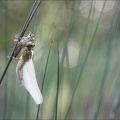 Emergence lib quadrimaculata IX