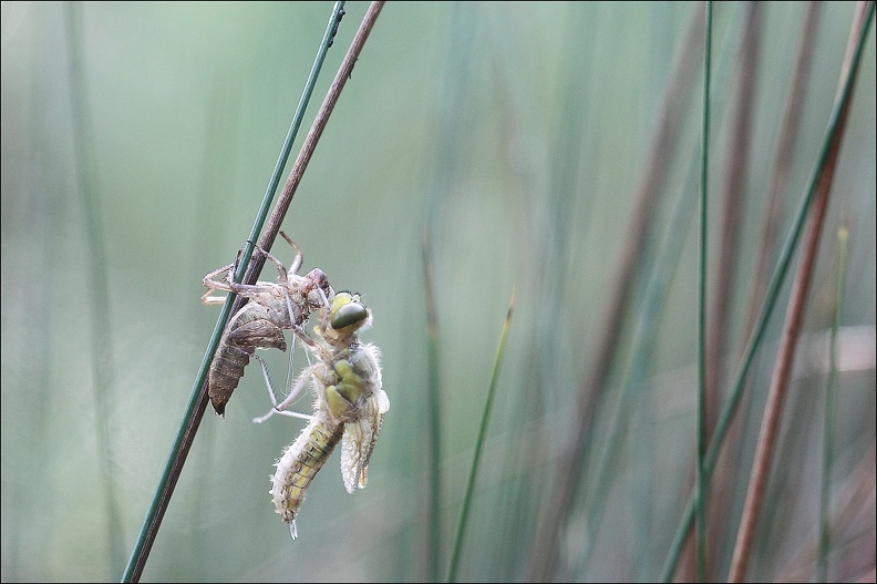 Emergence lib quadrimaculata V