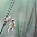 Emergence lib quadrimaculata V