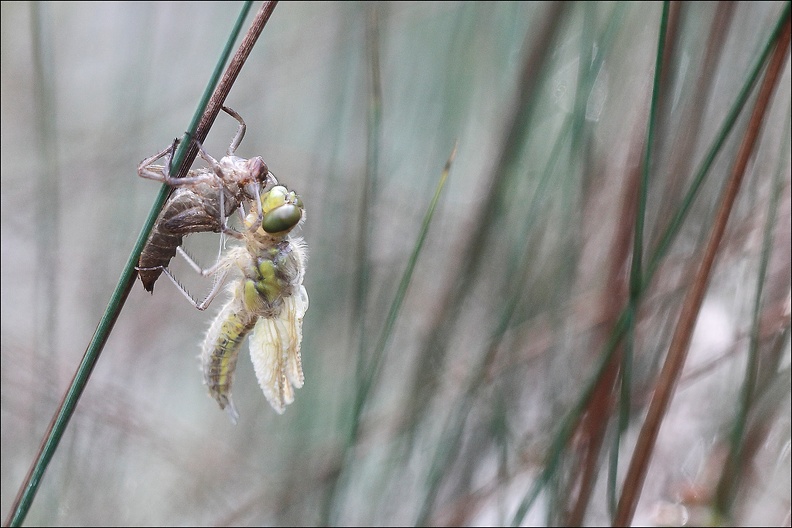 Emergence lib quadrimaculata VI.jpg