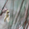 Emergence lib quadrimaculata VI.jpg