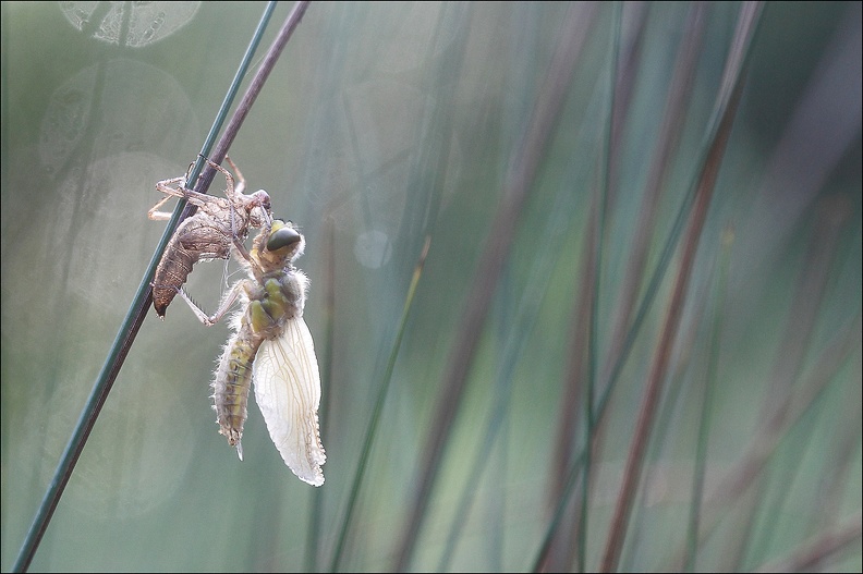 Emergence lib quadrimaculata VII