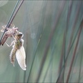 Emergence lib quadrimaculata VII